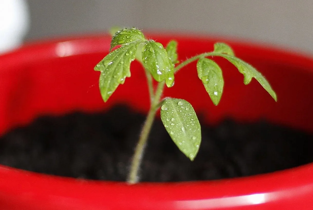 赤い鉢の土に植えたトマトの小さな苗