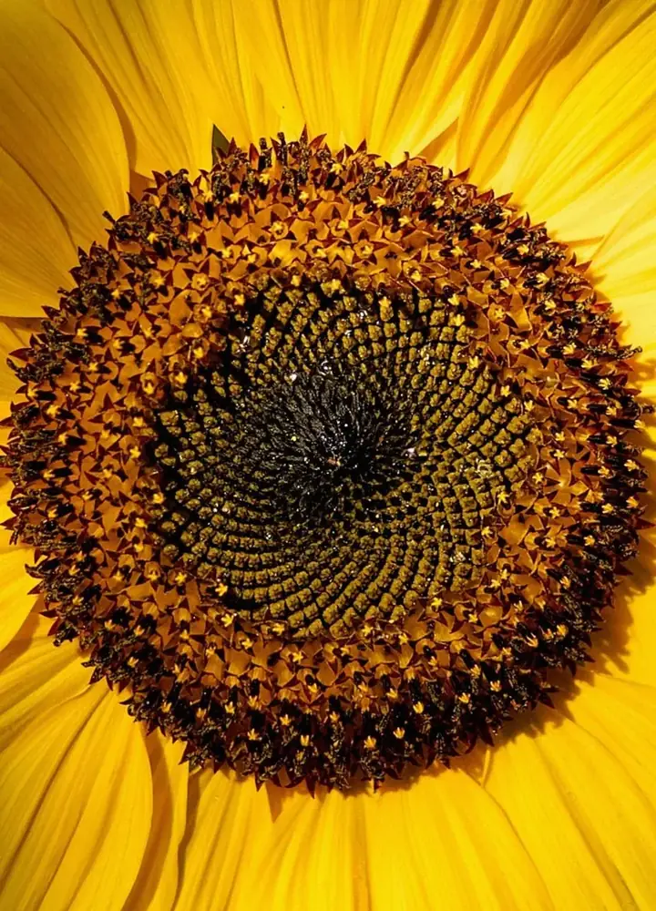 ひまわりの花の中心部のアップ