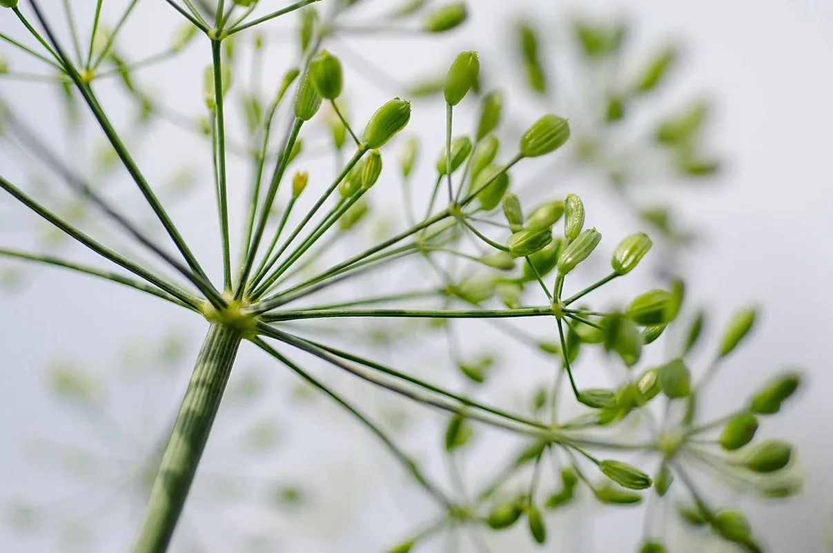 細い花茎が放射状に広がる、セリ科の花(ディルに似た形)