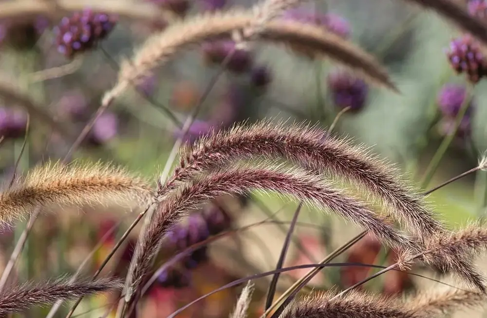 紫がかった細い穂をつける草の穂