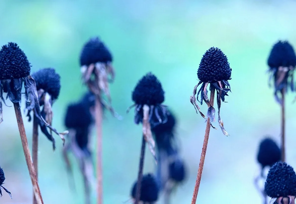 枯れ始めた青黒い花の穂が並ぶ様子