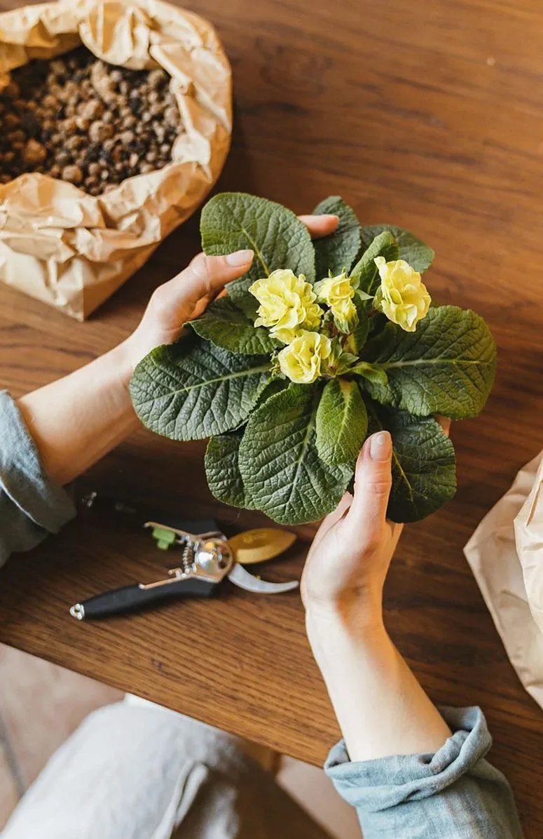 木の机の上で、鉢植えの黄色い花を手にする人と、種の袋、剪定ばさみ
